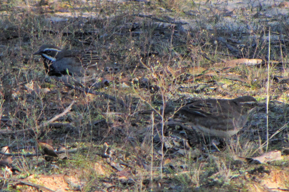 Chestnut Quail-thrush (Cinclosoma castanotum)